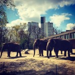elephant_berlin